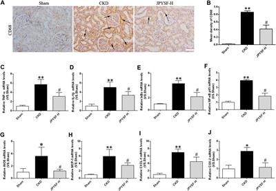 Jian-Pi-Yi-Shen Formula Ameliorates Oxidative Stress, Inflammation, and Apoptosis by Activating the Nrf2 Signaling in 5/6 Nephrectomized Rats